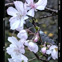 フユザクラ,花のある暮らし,植中毒,花自慢,花中毒の画像
