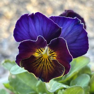 ビオラ,横浜セレクション フレアーブルー,花のある暮らし,かわゆい,花いろいろの画像