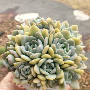 多肉植物いろいろ,マチルダ,ピンクプリティ×ラウイ,多肉植物,エケベリア属の画像