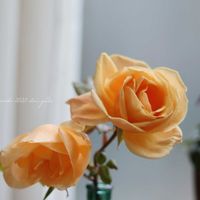 ロイヤルサンセット,レディヒリンドン,わばら ひらく,アレキサンドラ ダビッド ニール,HTCの画像