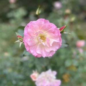 バラ,お出かけの画像