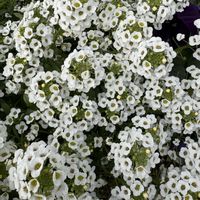 スイートアリッサム の画像