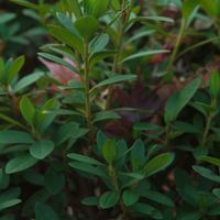 ハオルチア,多肉植物,観葉植物,塊根植物,サボテン科の画像