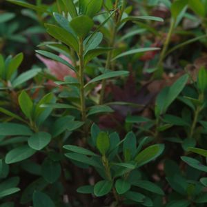 ハオルチア,多肉植物,観葉植物,塊根植物,サボテン科の画像