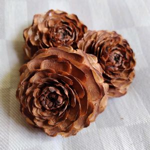 松ぼっくり,ヒマラヤ杉 シダーローズ,花のある暮らし,緑のある暮らし,植物のある暮らしの画像