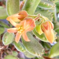 ツメレンゲ,熊童子,ピーチプリデ,熊童子のお花,赤花銀手毬の画像