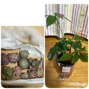 パキラ,多肉好きな人と繋がりたい,楽天,横浜タニラー,バラと夢CLUBの画像