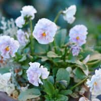 パンジー シエルブリエ,HTC,信楽狸倶楽部,GSミニモニ。,妄想倶楽部の画像