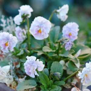 パンジー シエルブリエ,HTC,信楽狸倶楽部,GSミニモニ。,妄想倶楽部の画像