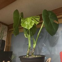 ソテツ,モンステラ,ミルクブッシュ,リビング・ダイニングの画像