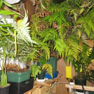 クロトン,ミリオンバンブー,ダイギンリュウ,タカワラビ,セレウスの画像