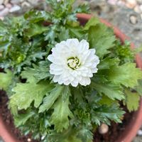 バラ咲ジュリアン マスカットのジュレ,宿根すみれ 紫式部,八重咲きノースポール“雪の華”,鉢植え,おうち園芸の画像