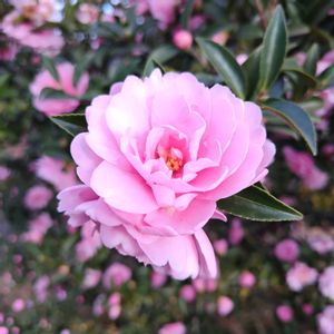 サザンカ,可愛い,満開,花のある暮らし,緑のある暮らしの画像