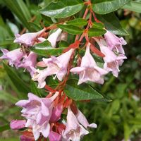 アベリア,お出掛け先,お蔵入りにはもったいないの画像