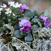 ハクリュウ,イベリス ブライダルブーケ,プリペットシルバー,パンジー　ファランドール,HTCの画像