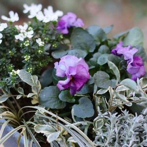 ハクリュウ,イベリス ブライダルブーケ,プリペットシルバー,パンジー　ファランドール,HTCの画像