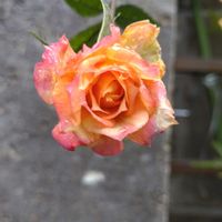 鉢植え,ガーデニング,散策,植え込み,雨の画像