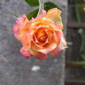 鉢植え,ガーデニング,散策,植え込み,雨の画像