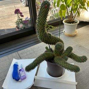 ナナコマル,かわいい,花のある暮らし,サボテン胴切り,サンルームの画像