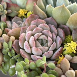 ムーンストーン,アメイジンググレイス,多肉寄せ植え,多肉植物のある暮らし,多肉だいすきの画像