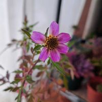 ウインターコスモス,多肉植物,多肉初心者,冬支度,小さな小さな庭の画像