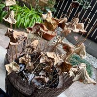 ハス,枯れ蓮,枯れ蓮,はす,侘び寂び の画像