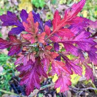 ヨモギ,ヨモギの紅葉,食べられる野草,薬用植物,身土不二の画像