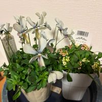 アリッサム,ビオラの画像