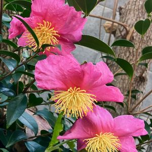 ピンクワールドへ ようこそ,お出かけ先の画像