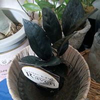 白菜,ソラマメ,ザミオクルカス  レイヴン,長ネギ　一翠太（いっすいふと）,PRの画像