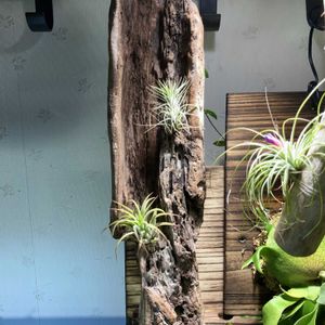 エアプランツ,流木の画像