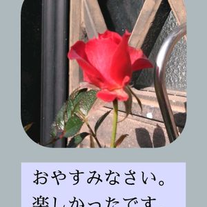 ミニバラ,ミニバラ,今日も笑顔で♡,いつもありがとう❤️,今を生きるの画像