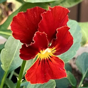 ビオラ・パンジー,お出かけ先の画像