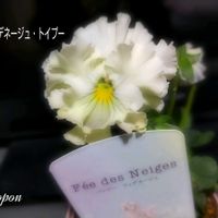 ガーデニング,花のある暮らし,癒し…♡,パンビオ,おうち園芸の画像