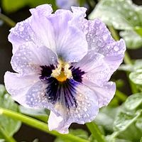 ビオラ,ビオラ　レディ,幸せの青い花,キュンキュン乙女倶楽部,平和を願うの画像