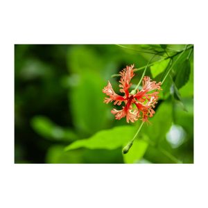 フウリンブッソウゲ,スパイダーハイビスカス,温室,アオイ科,非耐寒性常緑低木の画像