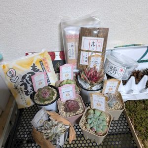 多肉植物,多肉中毒,ベランダ多肉,多肉オフ会,KOHリメ鉢の画像