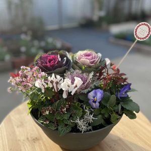 ネメシア,ガーデンシクラメン,葉牡丹,南天(なんてん),寄せ植えの画像