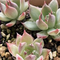 多肉植物,ガーデニング,キュンキュン乙女倶楽部,富山支部,花の16年組♡の画像