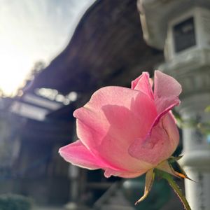 ネコ好き,花のある暮らし,紅葉（こうよう）,ばら バラ 薔薇の画像