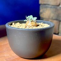 オトンナ・カカリオイデス,塊根植物,冬型塊根,お迎え記録,がんに負けるな！の画像