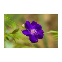 シコンノボタン,温室,常緑低木,ノボタン科,紫色の花の画像