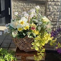 ネメシア,バコパ,パンジー・ビオラ,葉牡丹,ビオラの画像