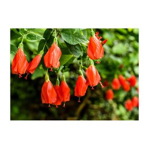 ウナズキヒメフヨウ,赤い花,温室,常緑低木,アオイ科の画像