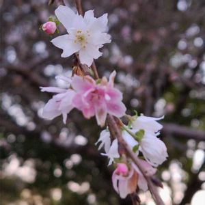 フユザクラ,いつもありがとう♡,紅葉（こうよう）,今日のお花,石の日の画像