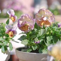 パンジー,パンジー・フェデネージュ『クレープノーブル』,桂楓園の画像