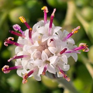 グリーンネックレス,グリーンネックレス,グリーンネックレスのお花,鉢植え,屋上ガーデンの画像