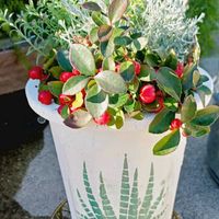 シンボルツリーのある庭,小さな庭,家庭菜園,玄関アプローチ,庭の画像