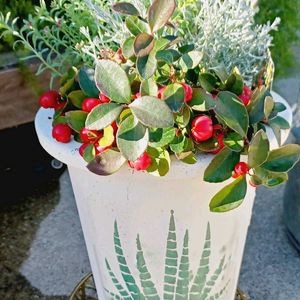 シンボルツリーのある庭,小さな庭,家庭菜園,玄関アプローチ,庭の画像