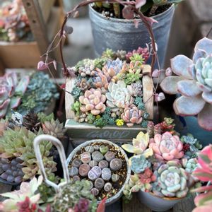 リトープス,多肉植物,多肉植物寄せ植え,植物のある暮らし,多肉植物のある暮らしの画像